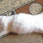 У Котенка Болит Живот Симптомы