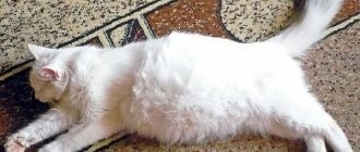У Котенка Болит Живот Симптомы