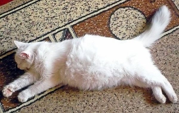 У Котенка Болит Живот Симптомы