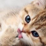 у котенка ломаются усы