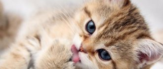 у котенка ломаются усы