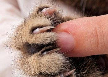 у котенка слоятся когти
