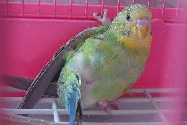 У попугая проблемы со здоровьем