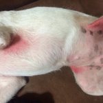У собаки на животе сыпь: причины и лечение