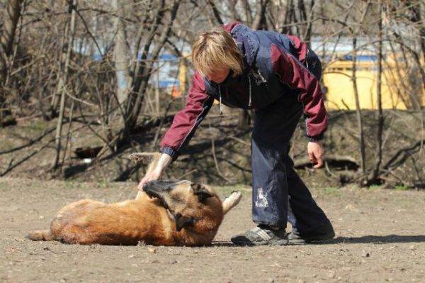 Учим собаку команде Умри читайте статью