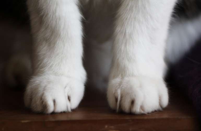 Удаление когтей у кошек