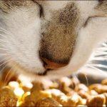 Удивительные факты о кошках