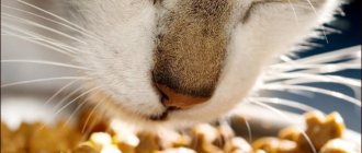 Удивительные факты о кошках