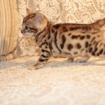 уход за бенгальским котенком