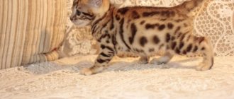 уход за бенгальским котенком