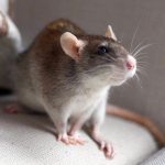 Уход за декоративной крысой: как выбрать клетку и наполнитель, какие купить аксессуары и можно ли мыть крыс
