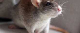 Уход за декоративной крысой: как выбрать клетку и наполнитель, какие купить аксессуары и можно ли мыть крыс