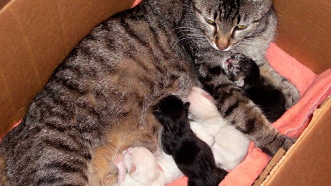Уход за кошкой после родов
