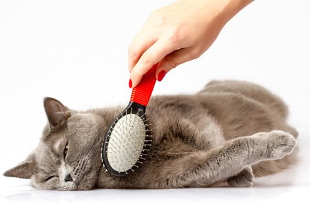 Уход за котами породы корат