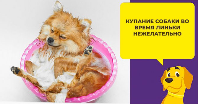 Уход за шпицем во время линьки: на что обратить внимание