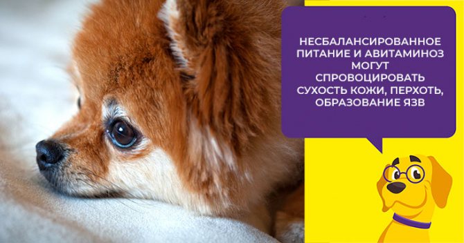 Уход за шпицем во время линьки: на что обратить внимание