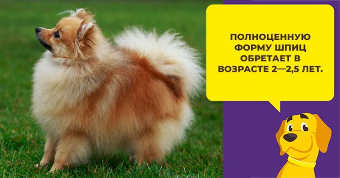 Уход за шпицем во время линьки: на что обратить внимание
