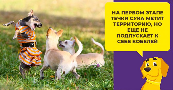 Уход за той-терьером во время течки