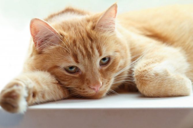 Ухудшение самочувствия кошки