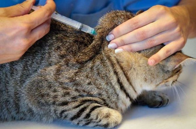 Укол коту в холку