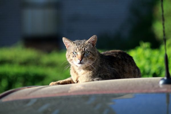 Уличный кот