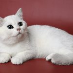 Умеют ли кошки пукать