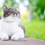 уретростомия у котов