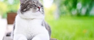 уретростомия у котов