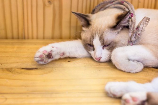 ушиб лапы у кота как лечить в домашних условиях