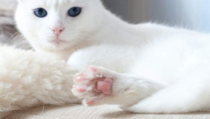 ушиб лапы у кота как лечить в домашних условиях
