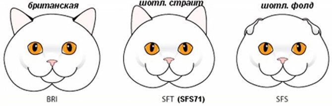 Ушки британцев и шотландцев
