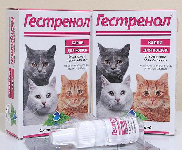 успокоительные капли для кошек во время течки