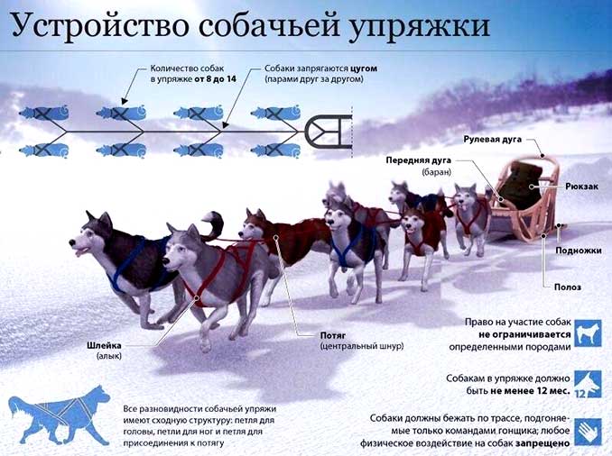 Устройство собачьей упряжки фото