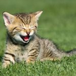 В какие игры можно играть с котенком?
