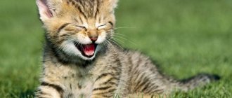 В какие игры можно играть с котенком?