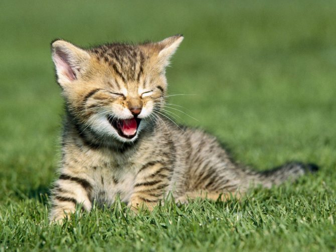 В какие игры можно играть с котенком?