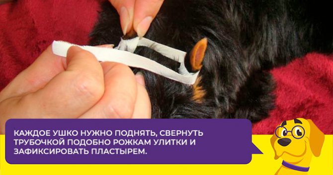 В каком возрасте у щенков йорка встают ушки и как им помочь