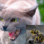 В некоторых случаях укус осы может действительно представлять для кошек повышенную опасность...