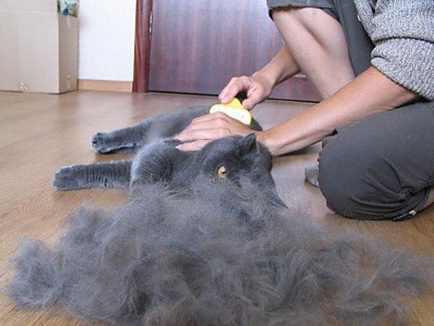 В период линьки аллергия на шерсть может проявляться и у людей, ранее ей не страдавших