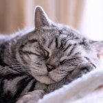В режимах сна и бодрствования кота хозяин всегда принимает важное участие