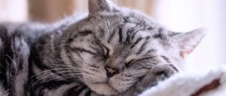 В режимах сна и бодрствования кота хозяин всегда принимает важное участие