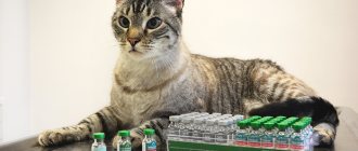 Вакцинация котов