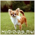 Вакцинация собак породы чихуахуа, когда делать прививки чихуахуа, график факцинации для собаки.
