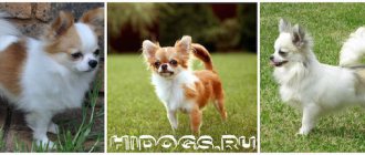Вакцинация собак породы чихуахуа, когда делать прививки чихуахуа, график факцинации для собаки.