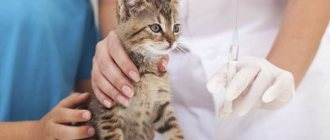 Вакдерм-вакцина-для-кошек-и-собак-Применение-побочные-действия-и-цена-вакдерма-10