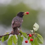 Варианты простых ловушек для птиц в помощь дачнику
