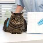 Ветеринарный паспорт для кошки