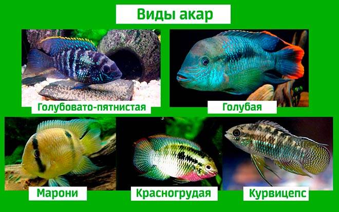 Виды акар