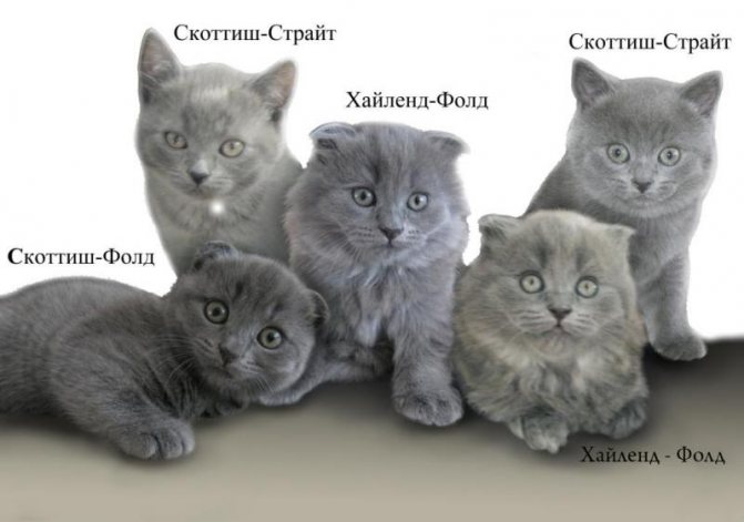 Виды британских и шотландских кошек