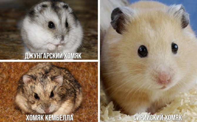 Виды хомяков